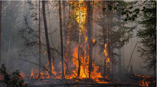 Дорнодын Матад суманд өчигдөр гарсан хээрийн түймэрт 11,300 га талбай шатжээ